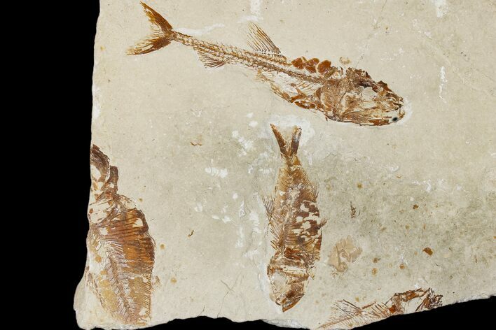 Cretaceous Fossil Fish Association - Hakel, Lebanon #173176